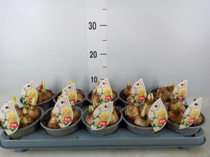 <h4>Narcissus ...</h4>