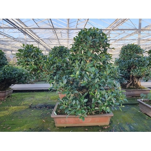 Ficus retusa, pot 61 cm. Height 100 cm.( single item)