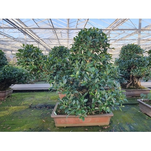 Ficus retusa, pot 61 cm. Height 100 cm.( single item)