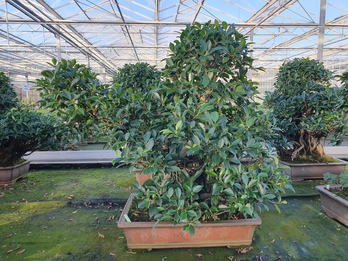 <h4>Ficus retusa, pot 61 cm. Height 100 cm.( single item)</h4>