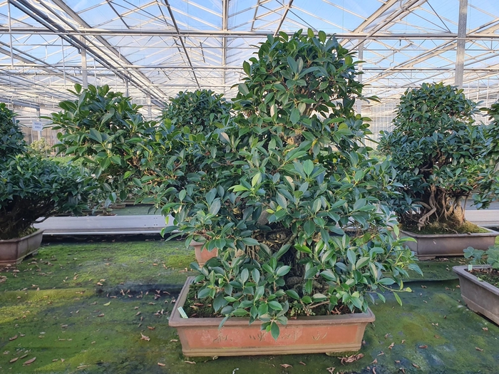 <h4>Ficus retusa, pot 61 cm. Height 100 cm.( single item)</h4>