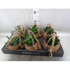 Aloe   ...mix