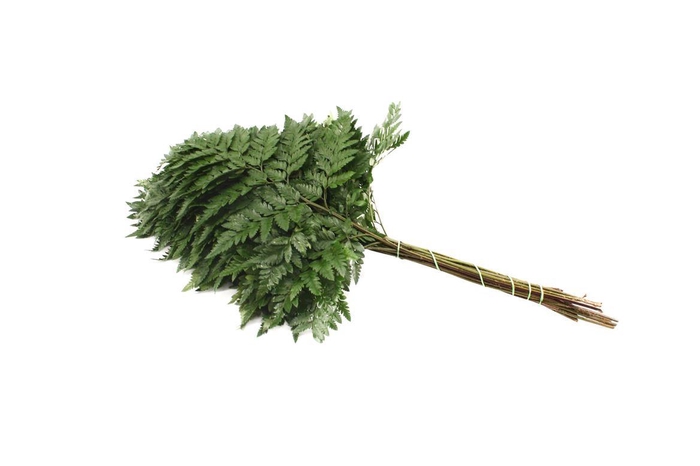 <h4>Lederv. Large</h4>