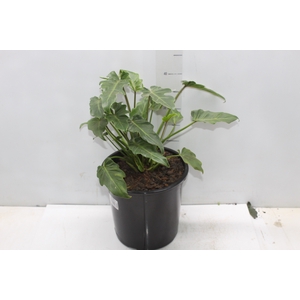 PHILODENDRON XANADU P23