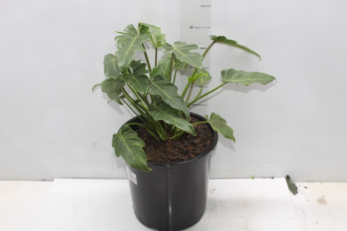 <h4>PHILODENDRON XANADU P23</h4>