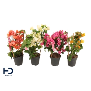 Bougainvillea mix 12cm rek