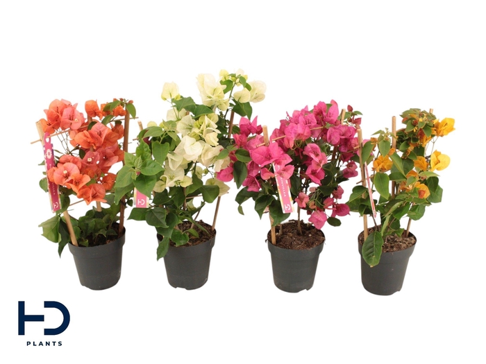 <h4>Bougainvillea mix 12cm rek</h4>