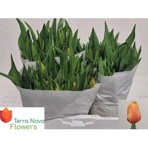 TU EN SALMON LALIBEL