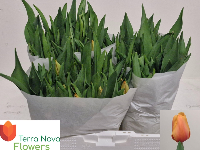 <h4>TU EN SALMON LALIBEL</h4>