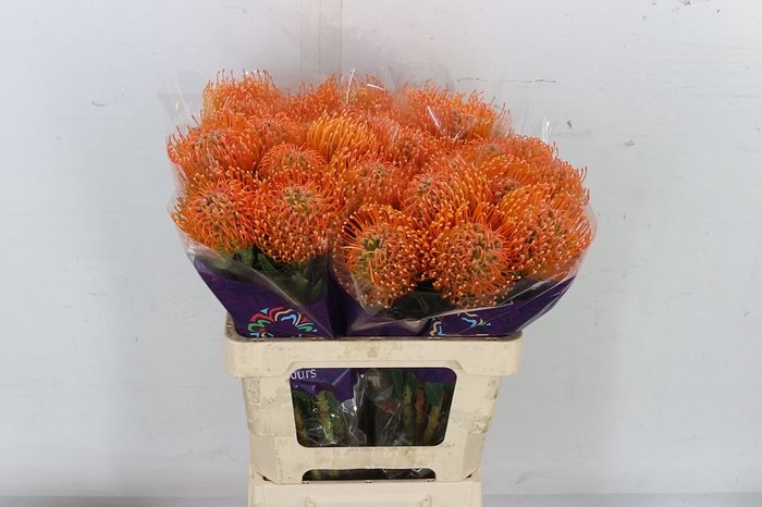 <h4>Leuco Ayoba Peach</h4>
