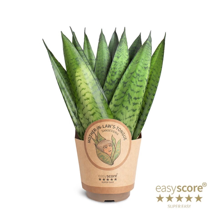 <h4>SANSEVIERIA TRIFASCIATA P11 ZEYLANICA</h4>