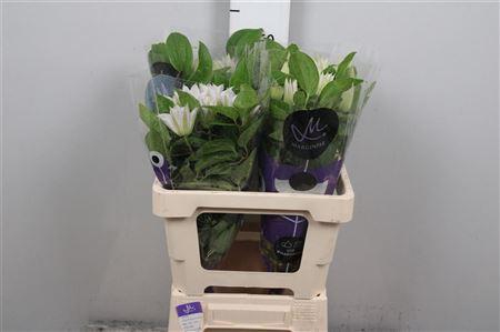 <h4>Clem Amazing Vienna</h4>