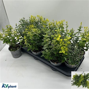 Euonymus Fortunei