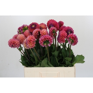Dahlia Caitlin's Joy