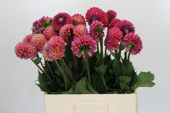 <h4>Dahlia Caitlin's Joy</h4>