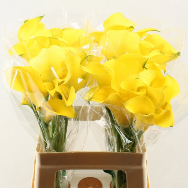 <h4>Calla Gold Medal Double</h4>