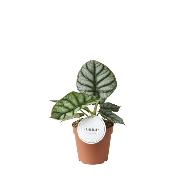 Alocasia overig