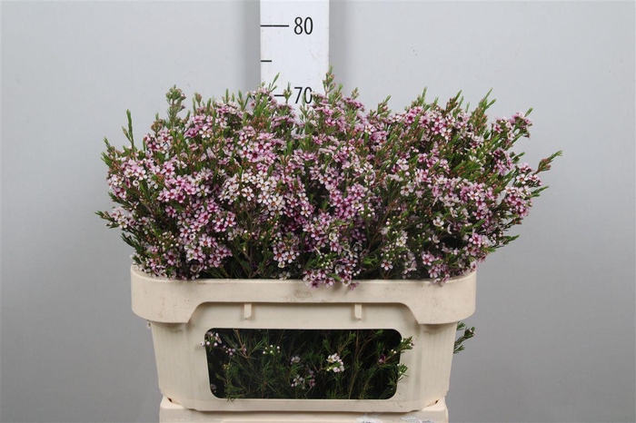 <h4>Chame Un Niki</h4>