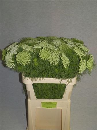 AMMI VIS CASABLANCA