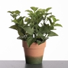 AF Mint in pot H27cm Green