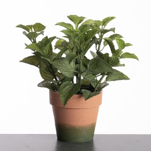 Af Mint In Pot H27cm Green