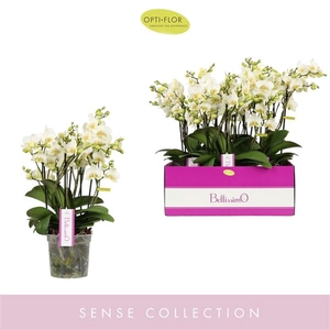 Phalaenopsis Multifloratypes overig wit