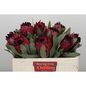 Protea Barbigera Ruby Princess Air
