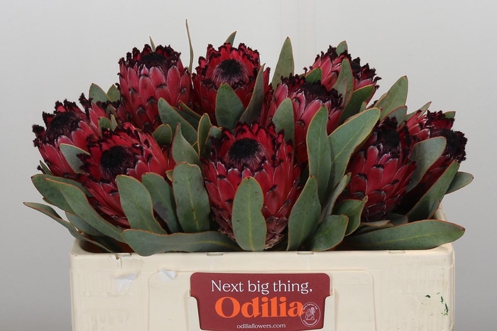 Protea Barbigera Ruby Princess Air