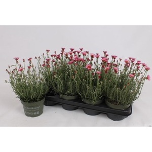 RHODAN H ZAGORA PINK