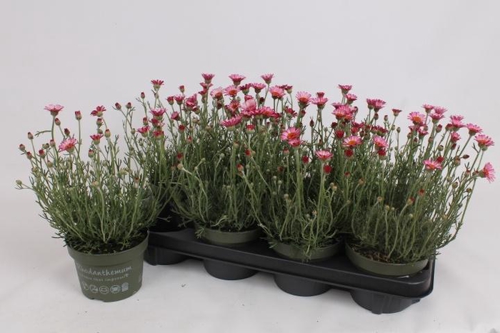 <h4>RHODAN H ZAGORA PINK</h4>