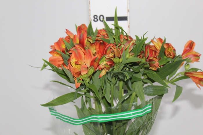 <h4>ALSTROEMERIA CHEERIO 080 CM</h4>