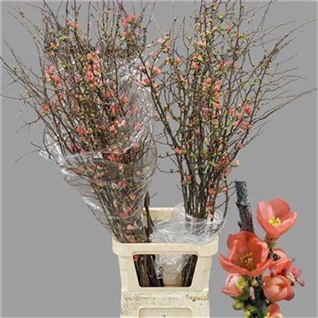 <h4>Chaenomeles Superba</h4>