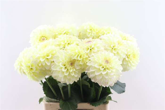 Dahlia White 80cm Xxl