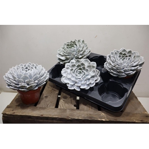 Echev Grande Cinza + Snow