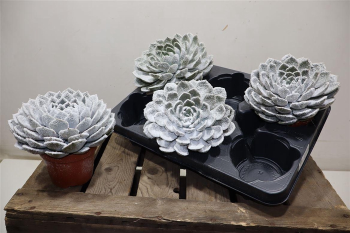 <h4>Echev Grande Cinza + Snow</h4>