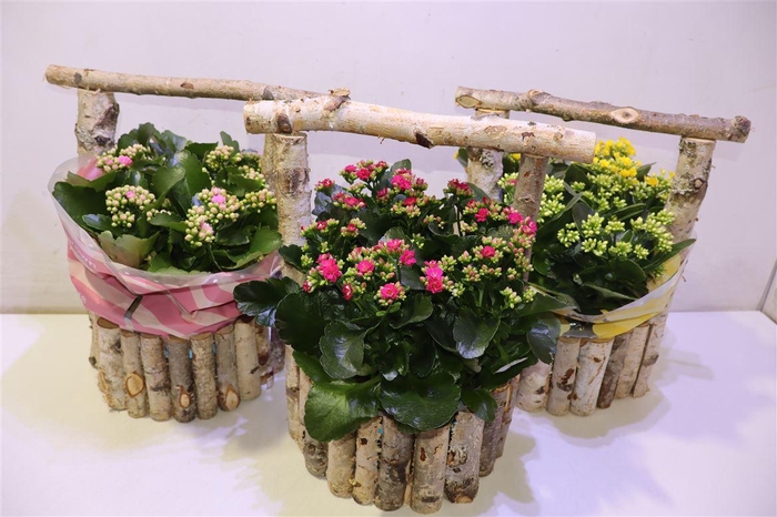 <h4>Arr Kalan B Ge Gem In Berken Hengselpot</h4>