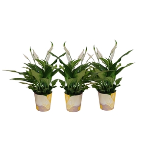 KP-850.1 GL - Spathiphyllum 9cm in gele waterdichte smartcup