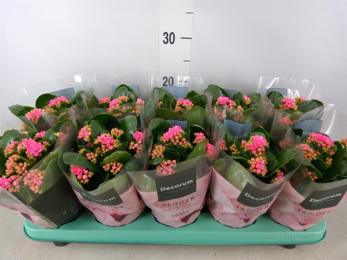<h4>Kalanchoe blos. 'Serenity Pink'</h4>