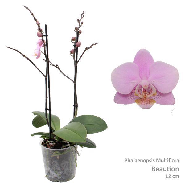 <h4>Phal. Multiflora "Beaution" 2-tak</h4>