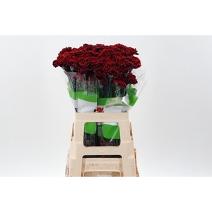 Di St Tinted Dark Dream