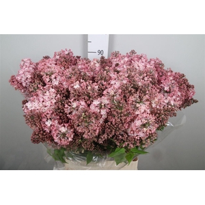 Syr Hy Maidens Blush 4+