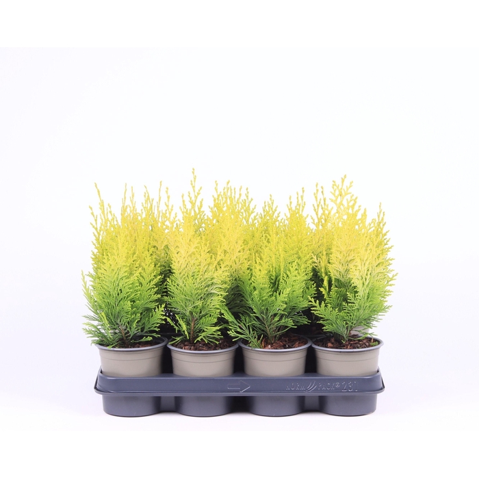 <h4>Chamaecyparis lawsoniana 'Ivonne'</h4>