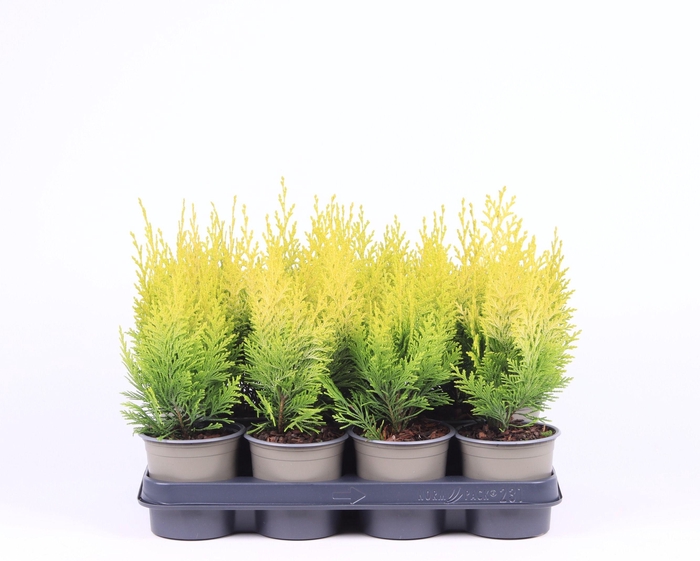 Chamaecyparis lawsoniana 'Ivonne'