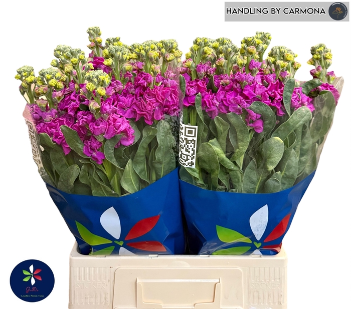 <h4>MATTH IRON ROSE</h4>