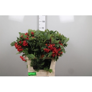 Viburnum Compactum Ex