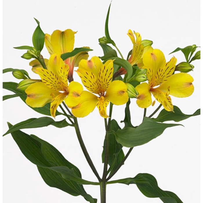 <h4>Alstroemeria Selection Yellow</h4>