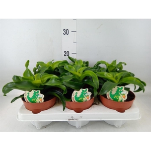 Dracaena fr de   ...