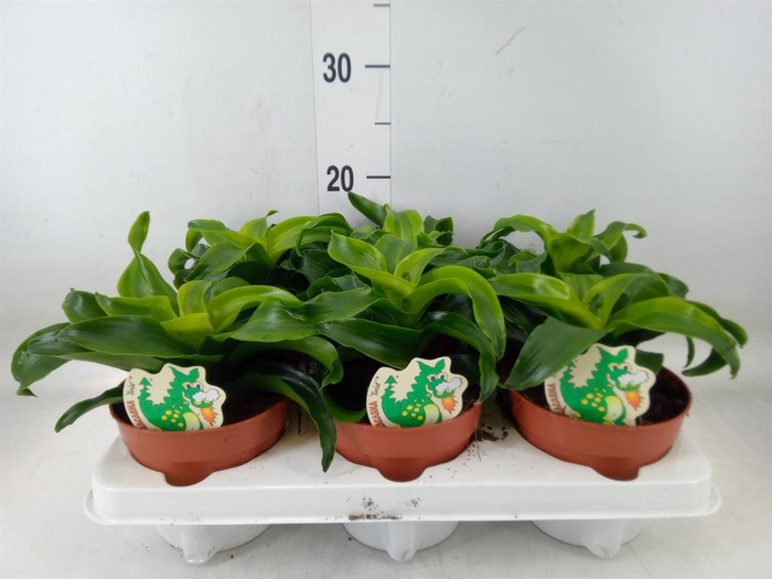 <h4>Dracaena fr de ...</h4>