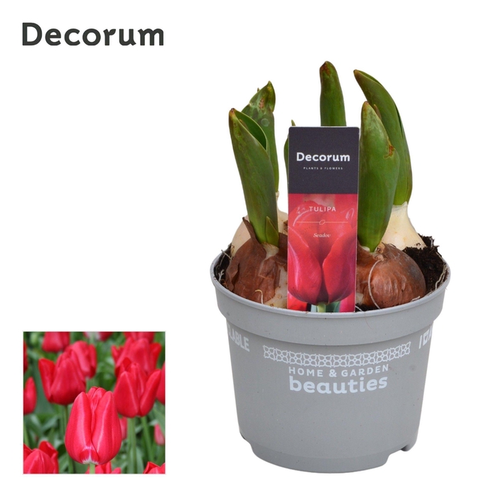 <h4>Tulp Seadov</h4>