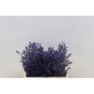 Lavandula Angust Bos